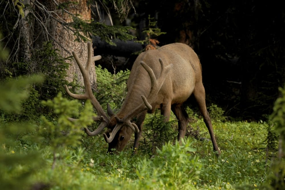 Salt Lick For Deer: Extensive Guide - Koyuncu Salt