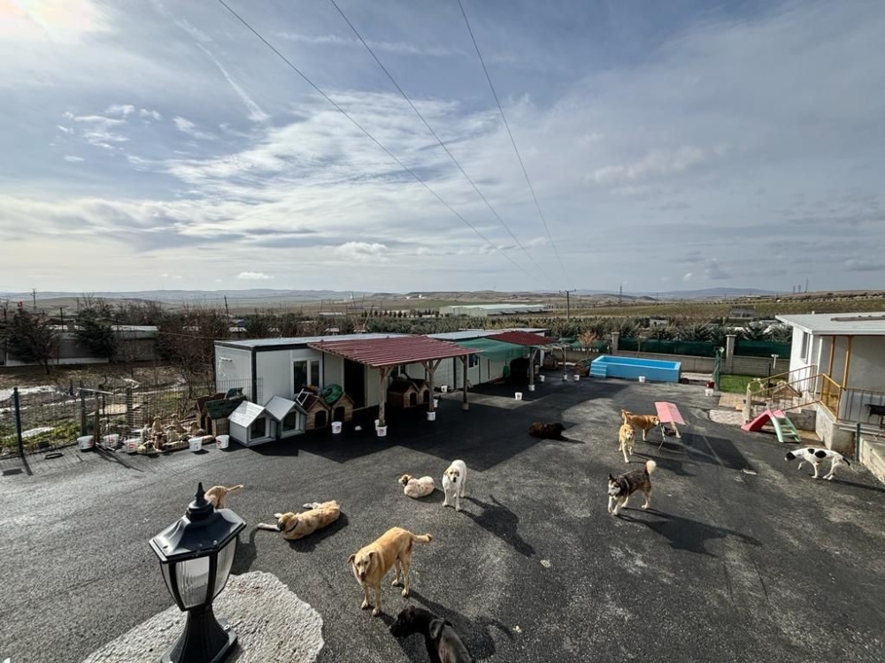 One More Step For Our Animal Friends! - Koyuncu Salt